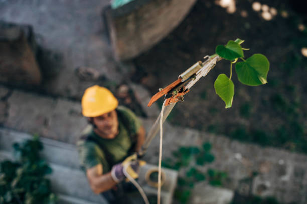 Best Storm Damage Tree Cleanup  in Country Club Estates, GA